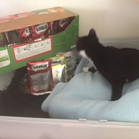 photo de livraison pour Pour l'Amour des Chats