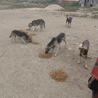 photo de livraison pour Civic Initiative Kane Korzo Skopje