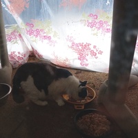 photo de livraison pour Chat de Gout'hier sans Toit