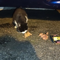 photo de livraison pour SOS Chats Libres Haut-Béarn