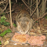 photo de livraison pour Chat Libre de l'Ile du Ramier
