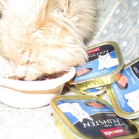 photo de livraison pour Jardin des Chats