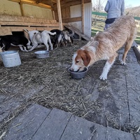 photo de livraison pour Srce za šapu