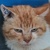 photo animal