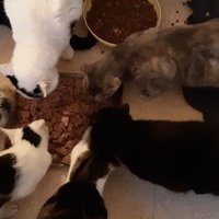 photo de livraison pour Pour l'Amour des Chats