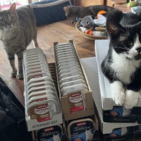 photo de livraison pour Association C.A.T.S. Chat Animal Terrien Solidarité