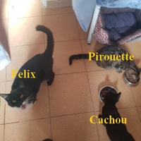 photo de livraison pour Les Sans Colliers de Corse