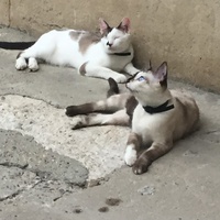 photo de livraison pour Les Chats Libres Condom 32