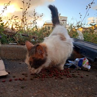 photo de livraison pour Kawthar Maree