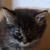 photo animal