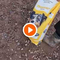 photo de livraison pour Help Adopt Moroccan Animals