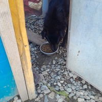 photo de livraison pour Happy Shelter Skopje