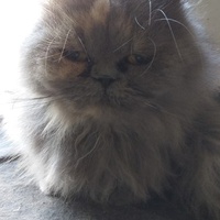 photo de livraison pour Charly et ses Drôles de Chats