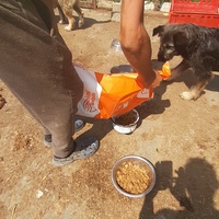 photo de livraison pour Animal Shields Oradea
