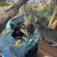 photo de livraison pour Les chats Port-Saint-Louisiens