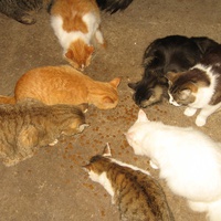 photo de livraison pour Jardin des Chats
