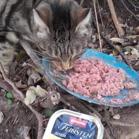 photo de livraison pour Les Chats-Pitresdelavi-Ste