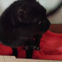 photo de livraison pour Chat Ami pour la Vie