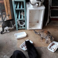 photo de livraison pour Une vie, Un chat