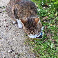 photo de livraison pour SOS Chat 93