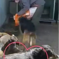 photo de livraison pour Associtia Axi Hope Romania