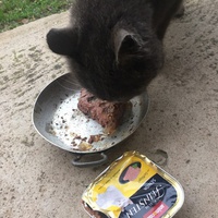 photo de livraison pour L'Ecole du Chat Istreen