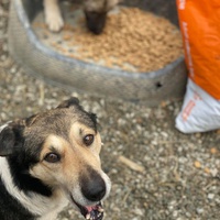 photo de livraison pour Saving Orphaned Souls Sheila's Animal Rescue Mission