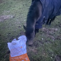 photo de livraison pour Espoir au Galop