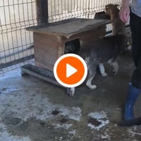 photo de livraison pour RespekTIERE Leben e.V.