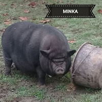 photo de livraison pour EVA Espoir de Vivre Animaux