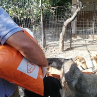 photo de livraison pour Europe4strays