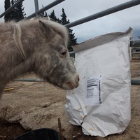 photo de livraison pour Happy Horse Day