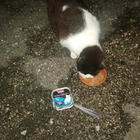 photo de livraison pour Chats du Pays d'Ornans