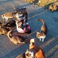 photo de livraison pour Les chats Port-Saint-Louisiens