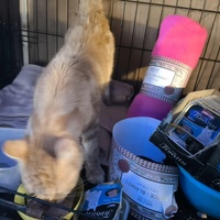 photo de livraison pour Chats Libres de Béziers