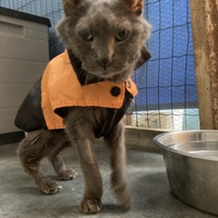 photo de livraison pour STREET CATS