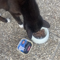 photo de livraison pour Les Chats De QUEAUX