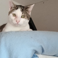 photo de livraison pour La Compagnie des Chats bleus