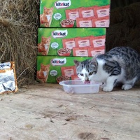 photo de livraison pour Jardin des Chats