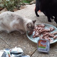 photo de livraison pour Chats errants du val du crenu
