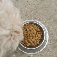 photo de livraison pour Lina's animal rescue