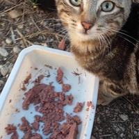 photo de livraison pour Les Chats-Pitresdelavi-Ste