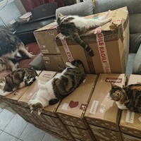 photo de livraison pour Socialisation Féline