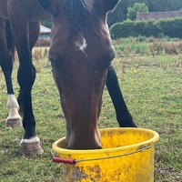 photo de livraison pour 4 Sabots et un Fer