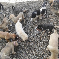 photo de livraison pour Asociatia Save A Life - Salvează O Viata