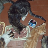 photo de livraison pour Chatia