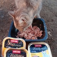 photo de livraison pour Les Chats-Pitresdelavi-Ste