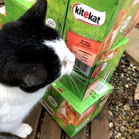photo de livraison pour Les chats de chez nous