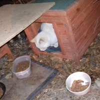 photo de livraison pour Les Chats Libres de la Canterrane