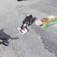 photo de livraison pour Chats Sans Toi"T"